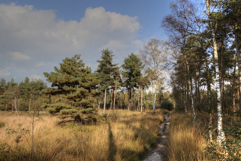 Oisterwijkse Bossen en Vennen Kampina natuurgebied natuur oisterwijk Nationaal park Landschap Het Groene Woud hei heide bossen natuurmonumenten brabant baronie boswachterij dorst